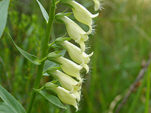 photos nature 16 charente biodiversité fleur plante sauvageDigitalis lutea - Digitale jaune Digitalis lutea Scrophulariaceae