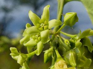 photos nature 16 charente biodiversité fleur plante sauvageDompte-venin officinal - Ipécacuanha des Allemands - Asclépiade blanche Vincetoxicum hirundinaria Asclepiadaceae