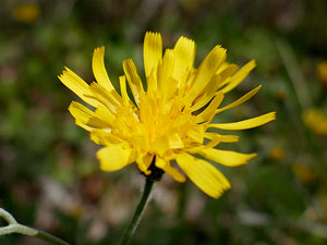 photos nature 16 charente biodiversité fleur plante sauvageÉpervière tachée Hieracium maculatum Asteraceae