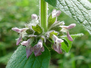 photos nature 16 charente biodiversité fleur plante sauvageÉpiaire des Alpes Stachys alpina Lamiaceae