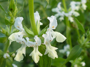 photos nature 16 charente biodiversité fleur plante sauvageEpiaire annuelle Stachys annua Lamiaceae