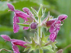 photos nature 16 charente biodiversité fleur plante sauvageEpiaire des bois - Ortie puante Stachys sylvatica Lamiaceae