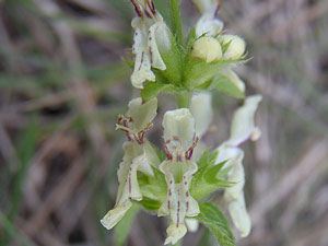 photos nature 16 charente biodiversité fleur plante sauvageEpiaire à grandes fleurs - Epiaire droite Stachys recta Lamiaceae 