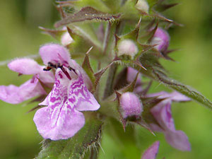 photos nature 16 charente biodiversité fleur plante sauvageEpiaire des marais - Ortie morte Stachys palustris Lamiaceae 