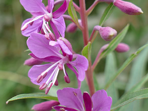 photos nature 16 charente biodiversité fleur plante sauvageÉpilobe en épi - Épilobe à feuilles étroites - Laurier de Saint-Antoine Epilobium angustifolium - Epilobium spicatum Onagraceae