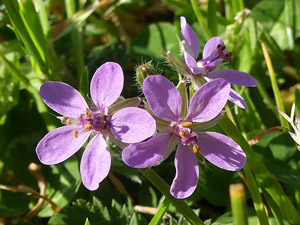 photos nature 16 charente biodiversité fleur plante sauvageErodium à feuilles de Cigue - Bec de Grue Erodium cicutarium Geraniaceae