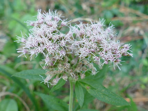 photos nature 16 charente biodiversité fleur plante sauvageEupatoire à feuilles de chanvre - Herbe sainte Cunégonde - Origan des marais Eupatorium cannabinum Asteraceae