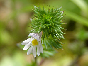 photos nature 16 charente biodiversité fleur plante sauvageEuphraise - Casse lunettes Euphrasia stricta Scrophulariaceae