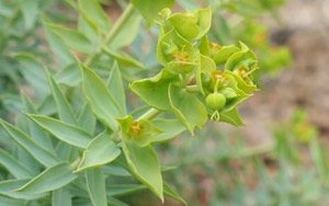 Euphorbe des Baléares - Euphorbe des pithyuse - Euphorbia pithyusa Euphorbiaceae