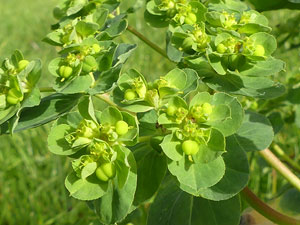 photos nature 16 charente biodiversité fleur plante sauvageEuphorbe réveille-matin - Petite Éclaire - Herbe aux verrues Euphorbia helioscopia Euphorbiaceae