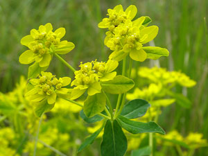 photos nature 16 charente biodiversité fleur plante sauvageEuphorbe verruqueuse Euphorbia flavicoma Euphorbiaceae 