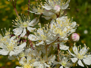 photos nature 16 charente biodiversité plante sauvage fleur blanc Filipendule commune - Spirée filipendule Filipendula vulgaris Rosaceae