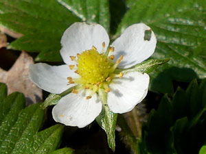 photos nature 16 charente biodiversité fleur plante sauvageFraisier des bois Fragaria vesca Rosaceae