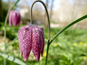 photos nature 16 charente biodiversité fleur plante sauvageFritillaire pintade - Cocane - Tulipe des prés Fritillaria meleagris Liliaceae