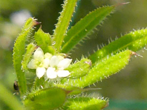 photos nature 16 charente biodiversité fleur plante sauvageGaillet - Gratteron Galium Aparine Rubiaceae