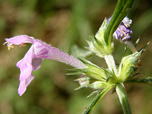 photos nature 16 charente biodiversité fleur plante sauvageGaléopsis à feuilles étroites Galeopsis angustifolia Lamiaceae