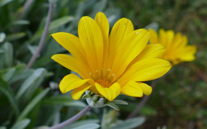 Gazanie - Gazania - Gazania rigens Asteraceae