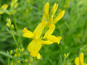 photos nature 16 charente biodiversité fleur plante sauvageGenêt des teinturiers  Genista tinctoria Fabaceae