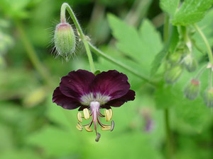 photos nature 16 charente biodiversité fleur plante sauvageGéranium brun - Géranium livide Geranium phaeum Geraniaceae