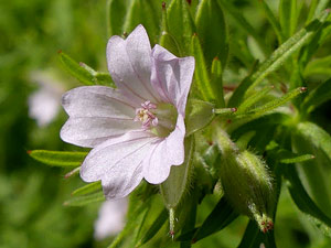 photos nature 16 charente biodiversité fleur plante sauvageGéranium à feuilles découpées Geranium dissectum Geraniaceae