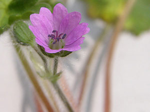 photos nature 16 charente biodiversité fleur plante sauvageGéranium à feuilles molles - Géranium mou Geranium molle Geraniaceae