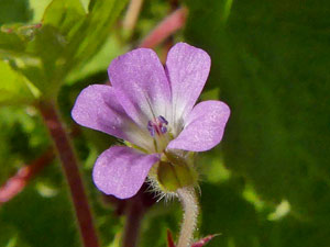 photos nature 16 charente biodiversité fleur plante sauvageGéranium à feuilles rondes Geranium rotundifolium  Geraniaceae