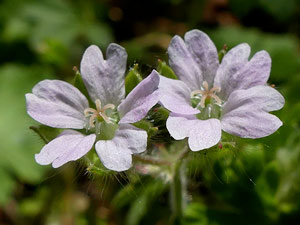 photos nature 16 charente biodiversité fleur plante sauvageGéranium fluet - Géranium à tiges grêles Geranium pusillum Geraniaceae