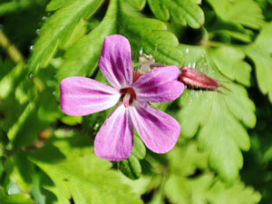 photos nature 16 charente biodiversité fleur plante sauvageGéranium Herbe à Robert - Bec de grue - Bec de cigogne - Robertin, Geranium robertianum Geraniaceae