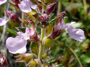 photos nature 16 charente biodiversité fleur plante sauvageGermandrée petit-chêne Teucrium chamaedrys Lamiaceae