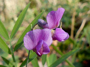 photos nature 16 charente biodiversité fleur plante sauvageGesse à feuilles de lin Lathyrus linifolius - Lathyrus macrorrhizus Fabaceae