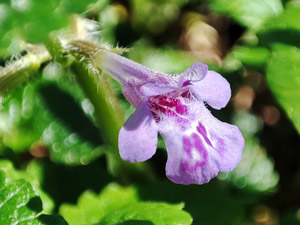 photos nature 16 charente biodiversité plante sauvage fleur violet Glécome - Lierre terrestre Glechoma hederacea Lamiaceae