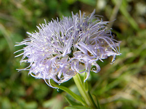 photos nature 16 charente biodiversité fleur plante sauvageGlobulaire commune, Globulaire piquante Globularia vulgaris  Globulariaceae 