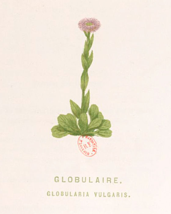 globulaire commune