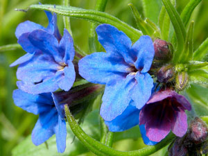 photos nature 16 charente biodiversité fleur plante sauvageGrémil pourpre bleu Lithospermum purpurocaeruleum Boraginaceae