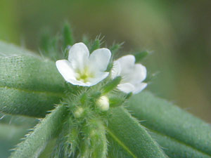 photos nature 16 charente biodiversité fleur plante sauvageGrémil des champs Lithospermum arvense - Buglossoides arvensis Boraginaceae