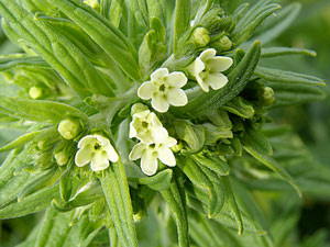 photos nature 16 charente biodiversité fleur plante sauvageGrémil officinal - Herbe aux perles - Graine d'amour Lithospermum officinale Boraginaceae