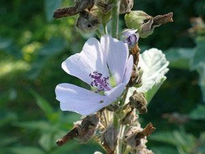 photos nature 16 charente biodiversité fleur plante sauvageGuimauve officinale - Guimauve sauvage - Mauve blanche Althaea officinalis Malvaceae