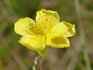 photos nature 16 charente biodiversité fleur plante sauvageHélianthème commun  - Fleur du Soleil - Herbe d'Or - Ciste Bas Helianthemum nummularium Cistaceae