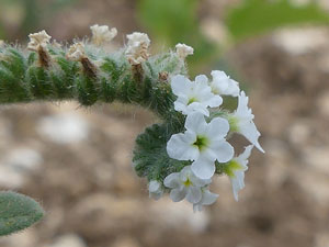 photos nature 16 charente biodiversité plante sauvage fleur blanc Héliotrope d'Europe - Héliotrope commun Heliotropium europaeum Boraginaceae