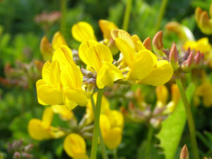 photos nature 16 charente biodiversité fleur plante sauvageHippocrépide à toupet - Fer à cheval - Hippocrépide chevelue Hippocrepis comosa Fabaceae