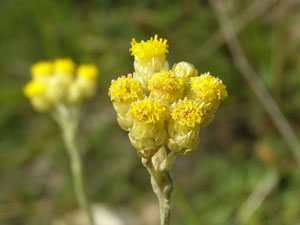 photos nature 16 charente biodiversité plante sauvage fleur jaune Immortelle commune, des dunes Helichrysum stoechas Asteraceae