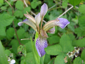 photos nature 16 charente biodiversité plante sauvage fleur violet Iris fétide - Iris gigot Iris foetidissima Iridaceae