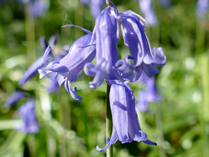 photos nature 16 charente biodiversité fleur plante sauvageJacinthe des bois - Jacinthe sauvage Hyacinthoides non-scripta Liliaceae