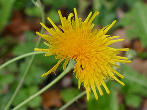 photos nature 16 charente biodiversité fleur plante sauvageLaiteron maritime Sonchus maritimus Asteraceae