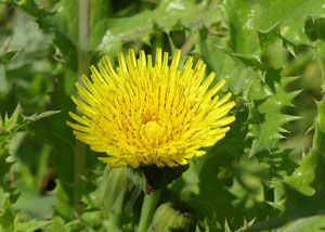 photos nature 16 charente biodiversité fleur plante sauvageLaiteron piquant, Laiteron rude, Laiteron épineux Sonchus asper Asteraceae