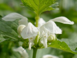 photos nature 16 charente biodiversité fleur plante sauvageLamier blanc - Ortie blanche Lamium album Lamiaceae