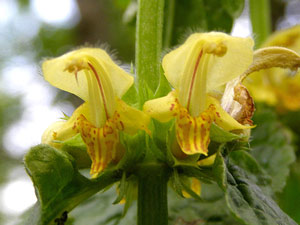 photos nature 16 charente biodiversité fleur plante sauvageLamier jaune - Ortie jaune Lamium galeobdolon Lamiaceae