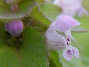 photos nature 16 charente biodiversité fleur plante sauvageLamier pourpre - Ortie rouge - Pain de poulet Lamium purpureum Lamiaceae