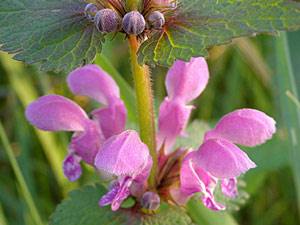 photos nature 16 charente biodiversité fleur plante sauvageLamier tacheté - Lamier taché Lamium maculatum Lamiaceae