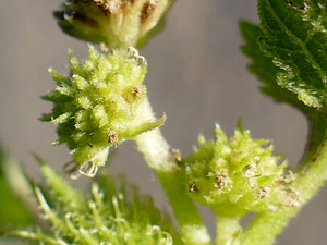 photos nature 16 charente biodiversité fleur plante sauvageLampourde glouteron - Petite bardane Xanthium strumarium Asteraceae